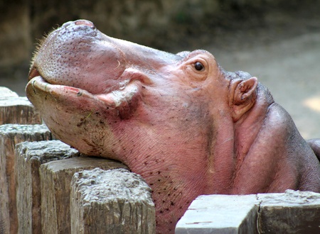 a lonely hippo in a cage of zoo の写真素材
