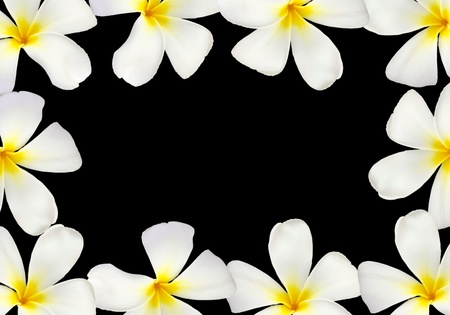 Frangipani flower frame isolated on black backgroundの写真素材