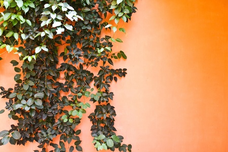 Plant on the orange  wallの写真素材