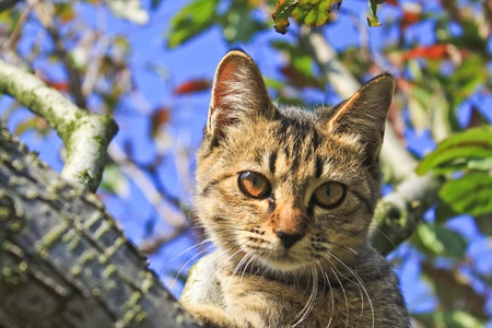 a cute cat on the treeの写真素材
