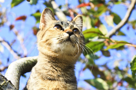 a cute cat on the treeの写真素材