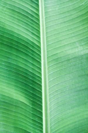 close up of banana leaf for backgroundの写真素材