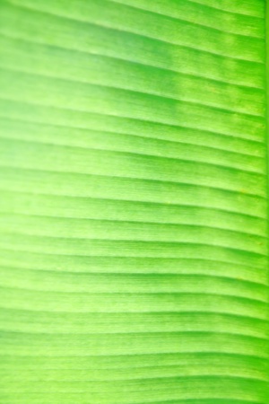 close up of banana leaf for backgroundの写真素材