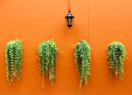 old lamp with green plants on orange wallの写真素材
