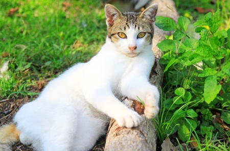 Cute cat in the gardenの写真素材