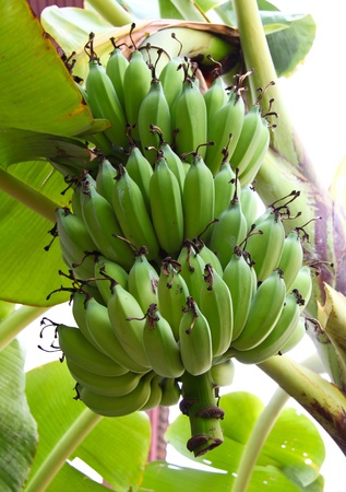 Green bananas on a treeの写真素材