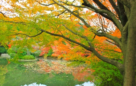 Japan in autumn red maple trees with lakeの写真素材