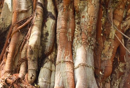 Closeup of tree trunk textureの写真素材