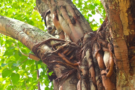 Tree trunk texture with green leavesの写真素材