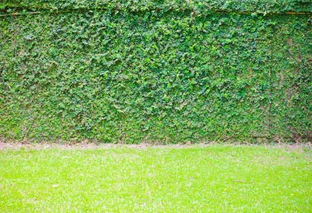 Green ivy on wall with grassの写真素材