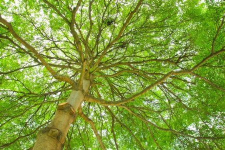 Below a huge leafy treeの写真素材
