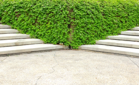 Stone stairway with green plant in the gardenの写真素材