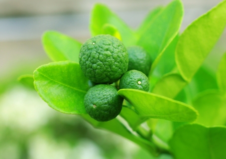 kaffir lime hanging on tree の写真素材