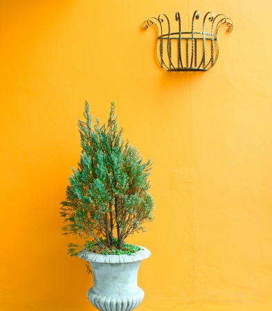 green plants on vintage vase with orange wallの写真素材