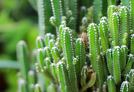 Close up of cactus plantsの写真素材