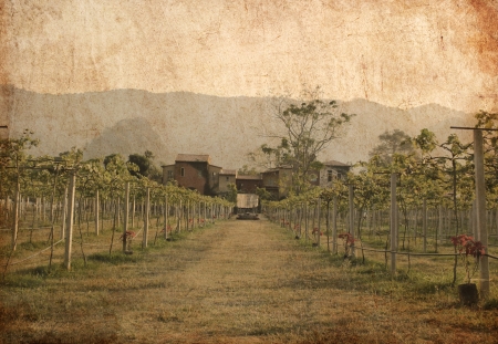 Old photo of vineyards with house in countryside, Thailandの写真素材