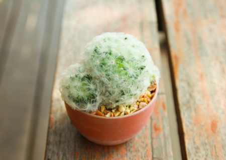 Fresh cactus in gardenの写真素材