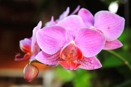 Pink orchids in tropical garden の写真素材