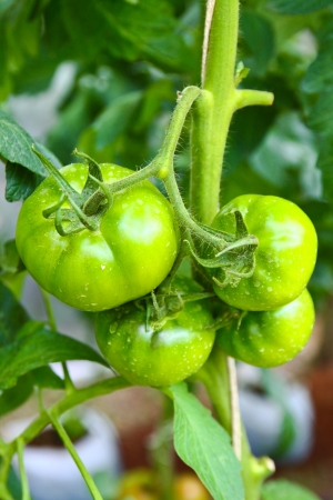 Growing tomatoes in greenhouseの写真素材