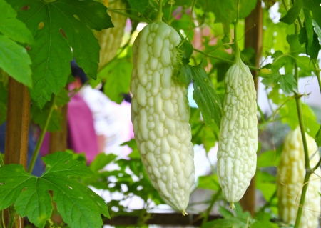 Bitter Melon in farmの写真素材