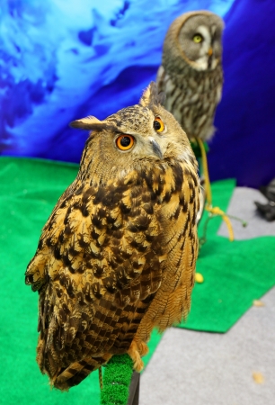 Two owls sitting on branchの写真素材