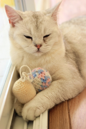 Sleeping cute cat with ball of threadsの写真素材