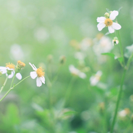 Flower with retro filter effectの素材