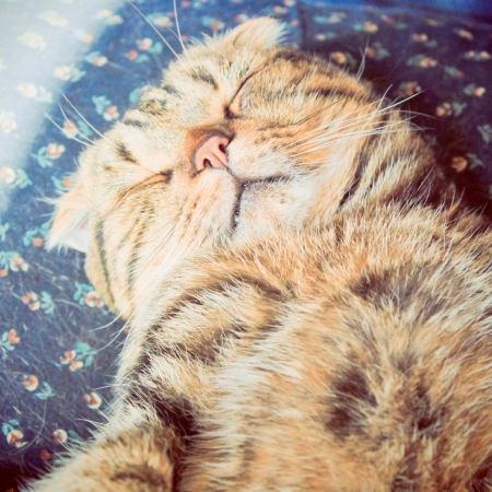 A cute cat sleeping on the bed with retro filter effect