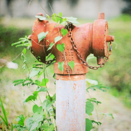 Old fire hydrant and ivy plant with retro filter effectの写真素材