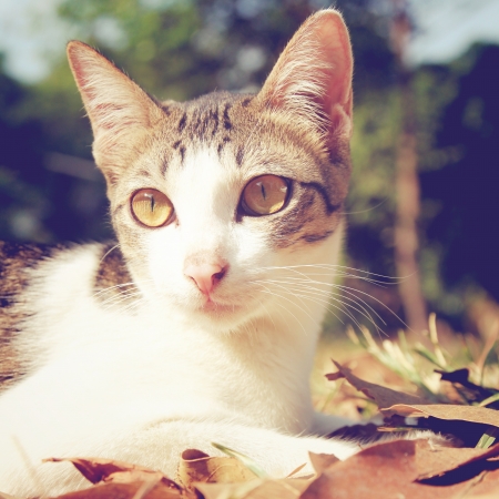 cute cat lying on grass in the garden with retro filter effectの写真素材
