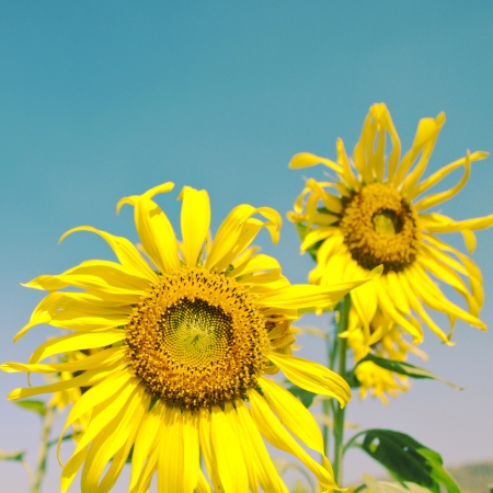 Sunflowers against blue skyの写真素材