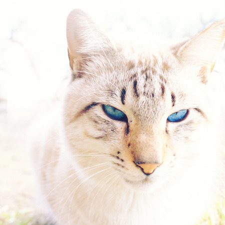 White cat with blue eyesの写真素材