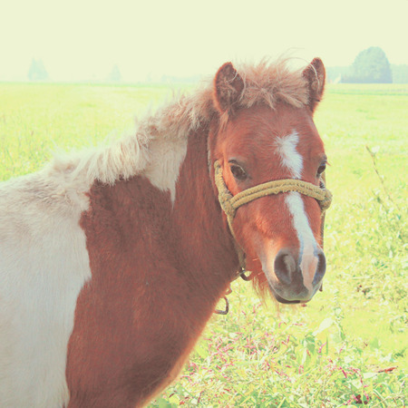 A pony in farmland with retro filter effectの写真素材
