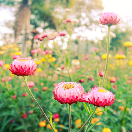 Small flowers in garden with retro filter effect の写真素材