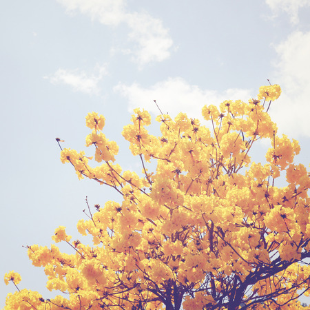 Yellow flower on the top of tree with retro filter effect の写真素材