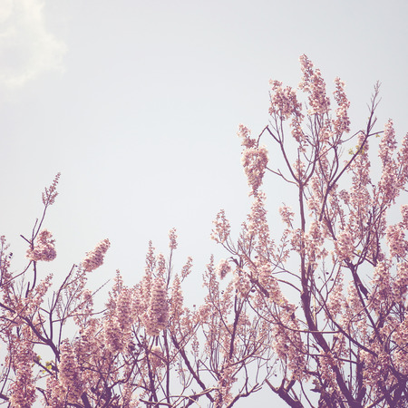 Flower on the tree with retro filter effect の写真素材