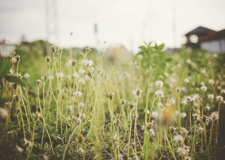 Dry meadow flowers with retro filter effectの写真素材