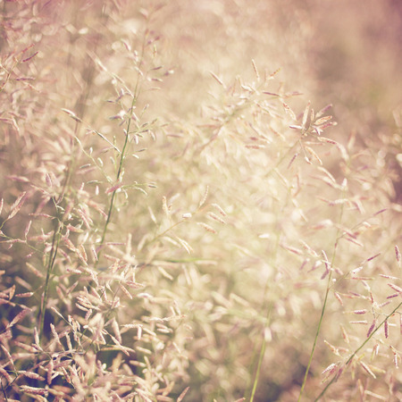 Dry meadow flowers with retro filter effectの写真素材