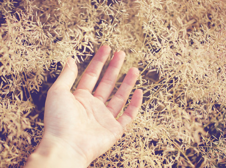 Hand on autumn grass with retro filter の写真素材