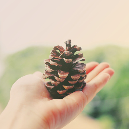 Hand holding pine cone with retro filter effect