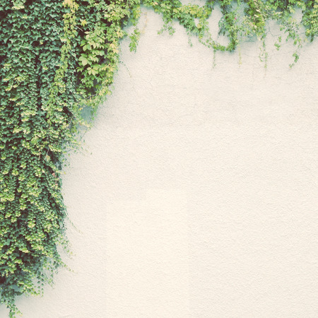 Ivy plant on white wall with retro filter effectの写真素材
