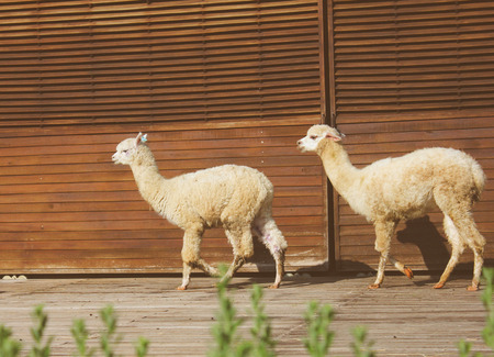 Two alpacas walking in the farm with retro filter effectの写真素材