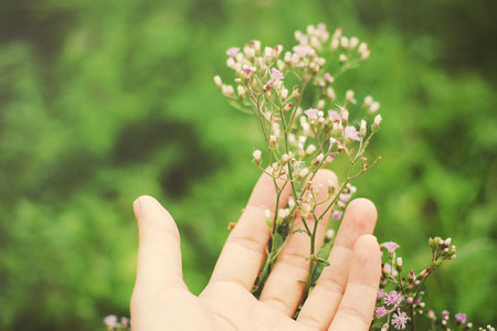 Hand holding small flower in the garden with retro filter effectの写真素材