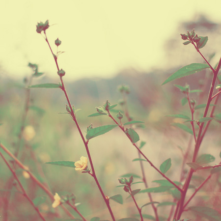 Vintage meadow flowers with retro filter effectの写真素材