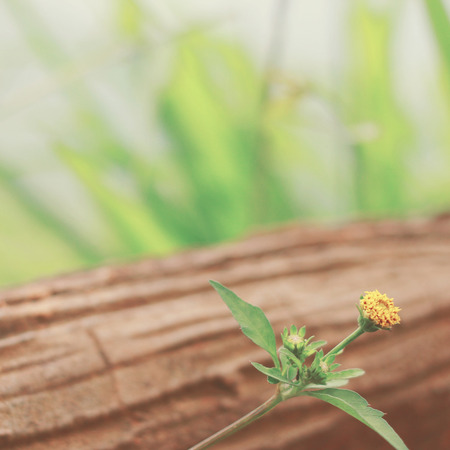Little yellow flower on wood with retro filter effectの写真素材