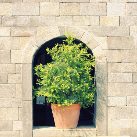 Green plant on stone wall with retro filter effectの写真素材