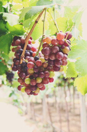 Red grape vine in the yard with retro filter effectの写真素材