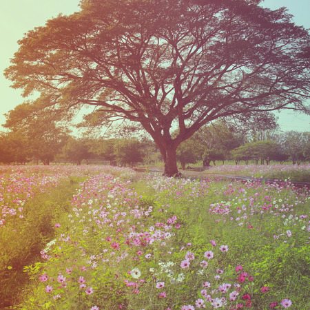 Beautiful tree in flowered field with retro filter effectの写真素材