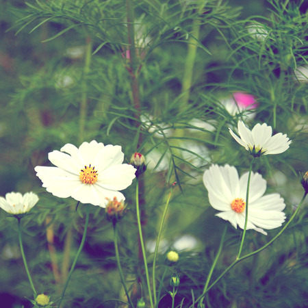 white cosmos flowers in vintage retro toneの写真素材