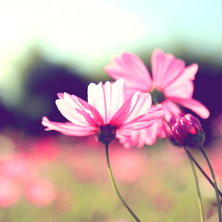 Pink cosmos flowers with retro filter effectの写真素材